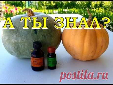 Зеленка и йод - спасение огурцов👍 МАРГАНЦОВКА вред  или польза? Альтернативные средства: https://youtu.be/hc4XWo3brIIВсе мы хотим выращивать и есть чистые овощи, поэтому на своем участке стар...