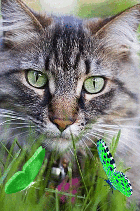 Котик и бабочки