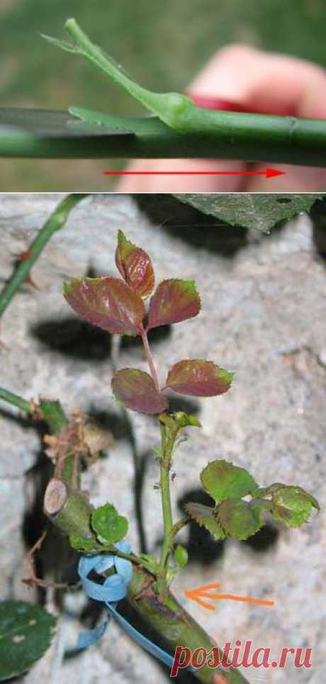 La greffe en écusson des rosiers