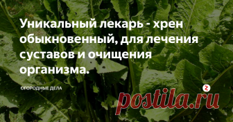 Уникальный лекарь - хрен обыкновенный, для лечения суставов и очищения организма. Право называться уникальным растением у хрена обыкновенного трудно оспорить. Тем более, что в данное время он обсуждается учеными всего мира на предмет профилактики раковых заболеваний, связано это с его антиоксидантными свойствами. При его применении можно нормализовать уровень сахара в крови у людей, больных сахарным диабетом. Употребление хрена способствует разжижению желчи, повышению секреции