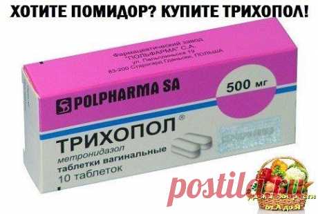 трихопол для помидор