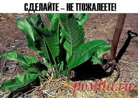 Хрен – единственное растение, способное вытягивать соль через поры кожи. С...