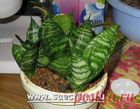 Сансевиерия (Sansevieria) - комнатные растения и цветы для сада: выращивание, местоположение, температура, полив, пересаживание, размножение, болезни и вредители