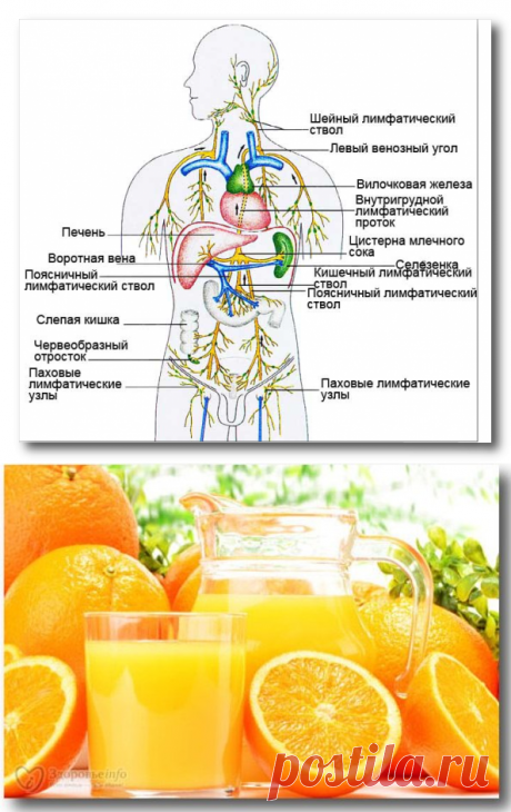 Чистка лимфы: способы очищения лимфы