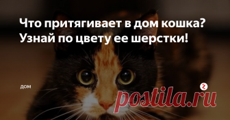 Что притягивает в дом кошка? Узнай по цвету ее шерстки!