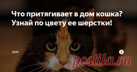Что притягивает в дом кошка? Узнай по цвету ее шерстки!
