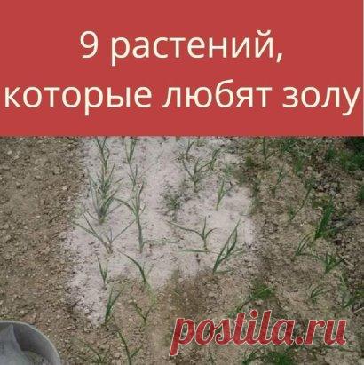 9 РАСТЕНИЙ НА ДАЧЕ, КОТОРЫЕ ЛЮБЯТ ЗОЛУ
Зола — источник калия, фосфора и многих других микроэлементов, кроме азота. Это удобрение улучшает качество кислой почвы, делает ее более плодородной, повышает иммунитет растений, благодаря чему они эффективнее защищаются от вредителей и реже болеют.
 Лук
Древесная зола позволяет насытить почву на луковых грядках калием. Этот элемент нужен для обеспечения обменных процессов. Он же повышает устойчивость растений к засухе и перепадам те...