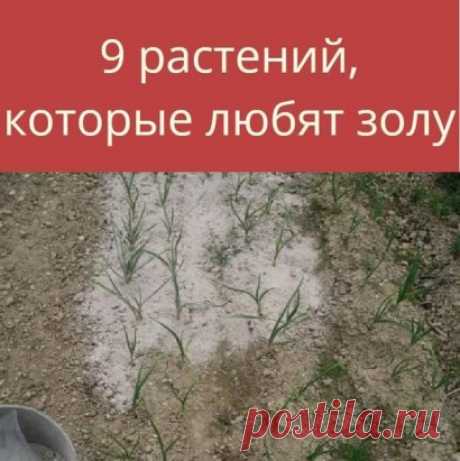 9 РАСТЕНИЙ НА ДАЧЕ, КОТОРЫЕ ЛЮБЯТ ЗОЛУ
Зола — источник калия, фосфора и многих других микроэлементов, кроме азота. Это удобрение улучшает качество кислой почвы, делает ее более плодородной, повышает иммунитет растений, благодаря чему они эффективнее защищаются от вредителей и реже болеют.
 Лук
Древесная зола позволяет насытить почву на луковых грядках калием. Этот элемент нужен для обеспечения обменных процессов. Он же повышает устойчивость растений к засухе и перепадам те...