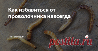 Как избавиться от проволочника навсегда Да, да вы правильно меня поняли – от этого вредителя можно избавиться навсегда. Но сначала узнаем, кто такой проволочник.
Проволочник – это личинка жука щелкуна. Говорить о количестве видов этих жуков не буду, нас интересуют только два из них. Но, увы, именно они распространены на всей территории нашей страны. Это Agriotes и Selatosomus. Именно их личинки любят лакомиться корнеплодами. Откладывает