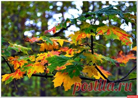 Фото: После дождика. Фотолюбитель Александр Ткаченко. Природа - Фото и фотограф на Расфокусе.