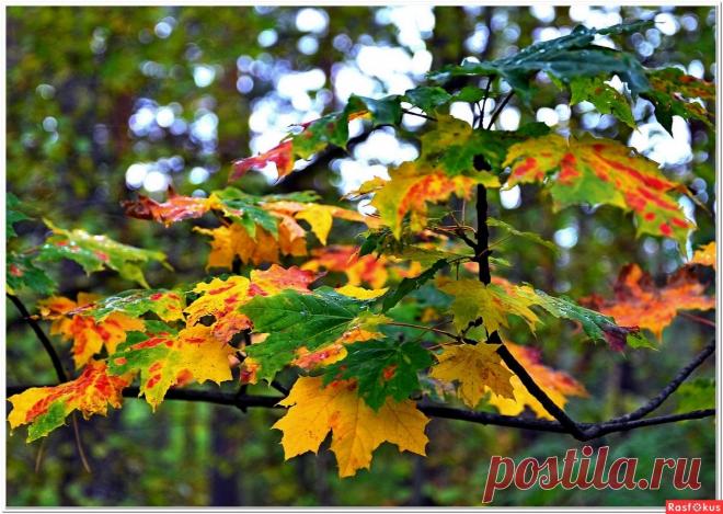 Фото: После дождика. Фотолюбитель Александр Ткаченко. Природа - Фото и фотограф на Расфокусе.