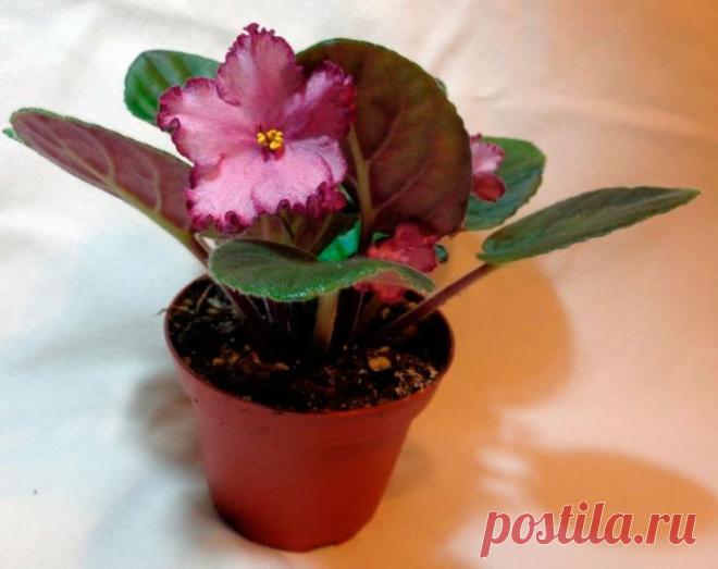 Сенполия (Узамбарская фиалка)