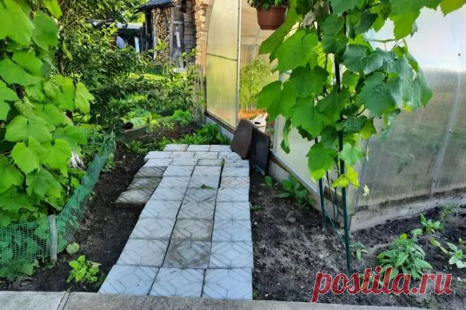 Почему все поливают грядки дрожжами: попробуйте так сделать. Садоводы все чаще используют необычный ингредиент для повышения урожайности огородных культур.