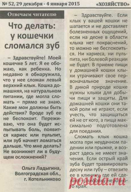 У кошки сломался зуб