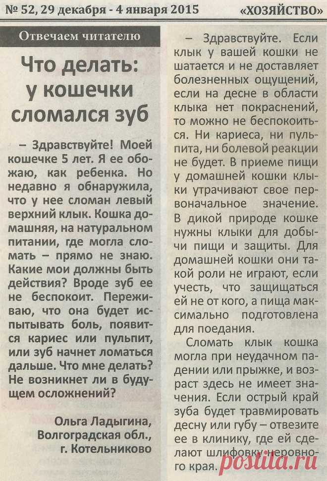 У кошки сломался зуб