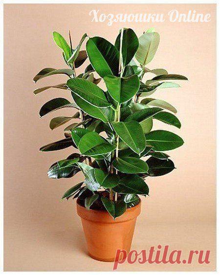 Целебные свойства фикуса | Хозяин и Хозяюшка