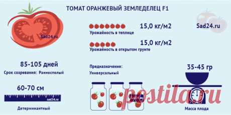 Томат Оранжевый земледелец F1: характеристика сорта, фото, отзыв