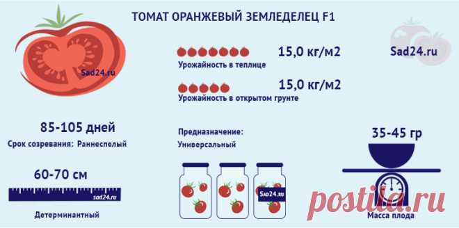 Томат Оранжевый земледелец F1: характеристика сорта, фото, отзыв