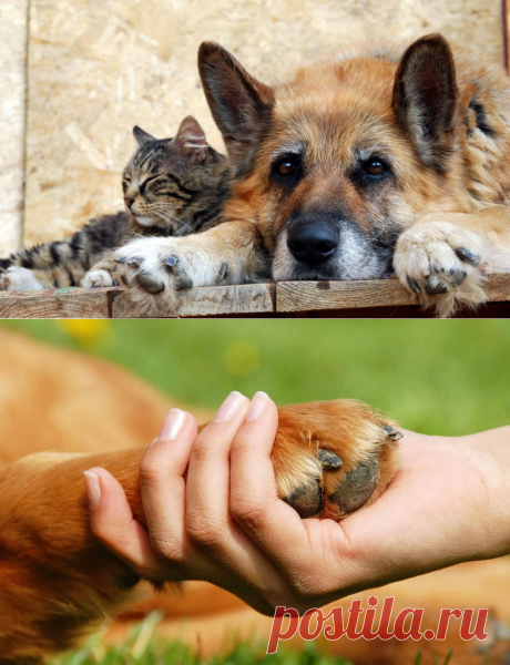 Мы в ответе за тех, кого приручили! Над этим уже плакал весь Мир!