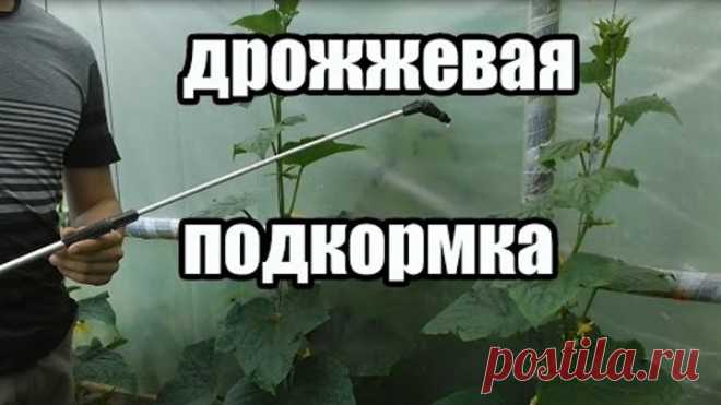 Удобрение для томатов, огурцов, и других овощей. Подкормка на основе дрожжей.