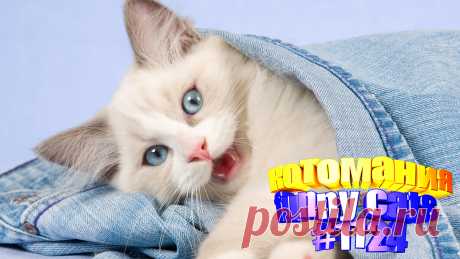 Любите смотреть приколы про котов? Тогда мы уверены, Вам понравится наше видео 😍. Также на котомании Вас ждут: видео кот,видео кота,видео коте,видео котов,видео кошек,видео кошка,видео кошки,видео о котах, видео о кошках смешные, видео смешные котиков, и кошки, котов, кошек смешные, кошки приколы до слез, приколы про, про котов, ролики про котов, смешно про кошек, смешное про кошек, смешные кошки видео до слез