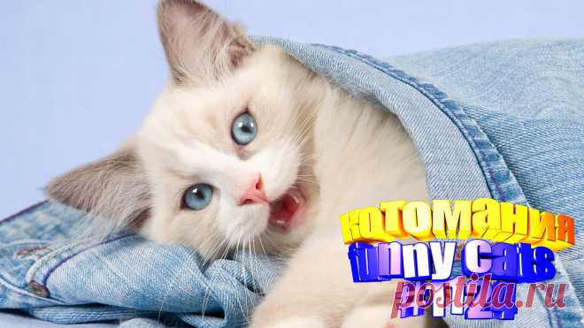 Любите смотреть приколы про котов? Тогда мы уверены, Вам понравится наше видео 😍. Также на котомании Вас ждут: видео кот,видео кота,видео коте,видео котов,видео кошек,видео кошка,видео кошки,видео о котах, видео о кошках смешные, видео смешные котиков, и кошки, котов, кошек смешные, кошки приколы до слез, приколы про, про котов, ролики про котов, смешно про кошек, смешное про кошек, смешные кошки видео до слез