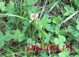 Клевер - Садоводка