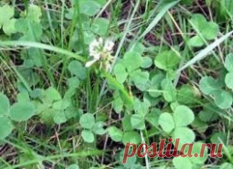 Клевер - Садоводка