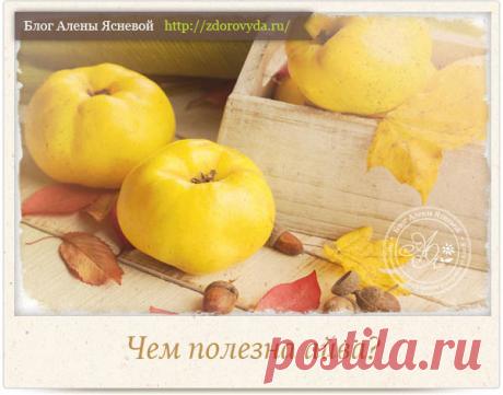 Чем полезна айва для организма человека и как ее употреблять?