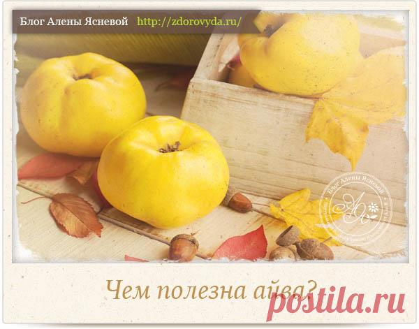 Чем полезна айва для организма человека и как ее употреблять?