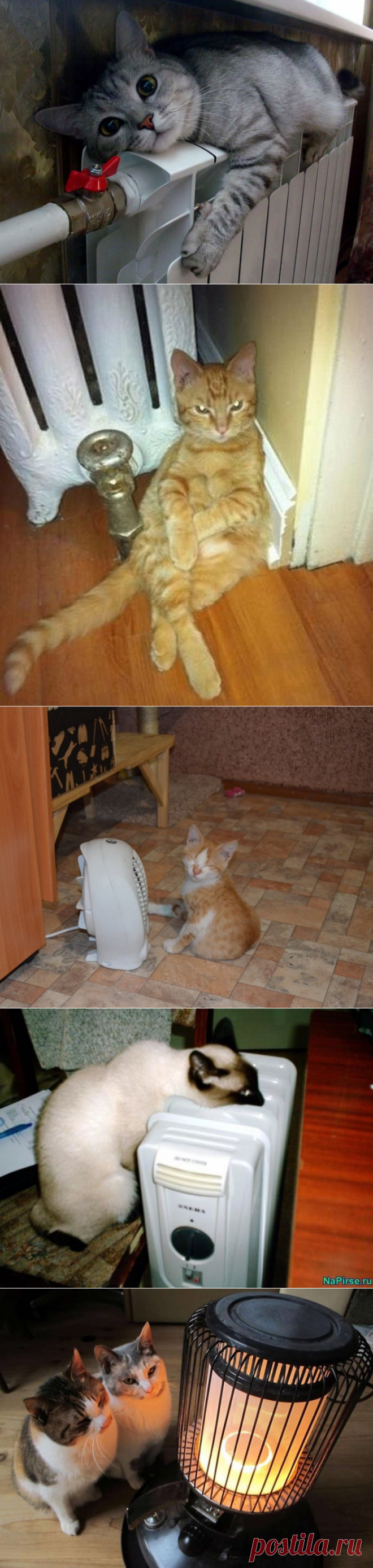 Пост кошачьей мерзлоты