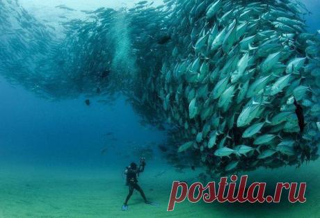 Невероятно, но Факт!