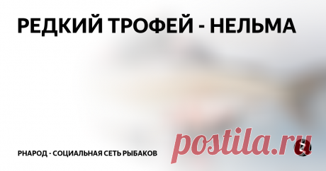 РЕДКИЙ ТРОФЕЙ - НЕЛЬМА Есть или не есть, вот в чем вопрос. Сразу скажу, что не являюсь хапугой, но свежую рыбку иногда беру с собой в разумных пределах....Считаю, что не грех рыбку есть, грех хапать ее ртом и задницей)
Итак, в пятницу раскидав с делами на работе еду на речку, встречаю товарища Серегу, качаем лодку и мчим на встречу весенним хищникам. Погода супер, настроение отличное, жаль рыба