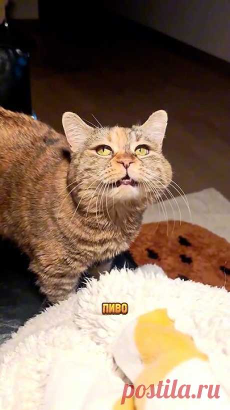Грустный кот просит пиво😹 Наполнитель Felino как у меня можно по Арт. WB: 98527925🫶