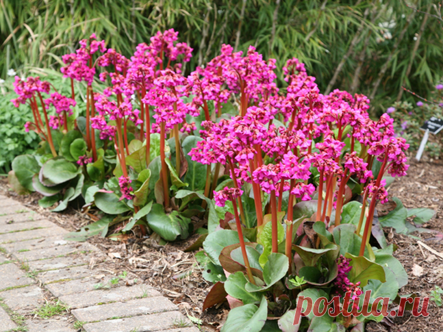 Полезный бадан - красивое растение для сада