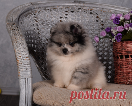 любимчик