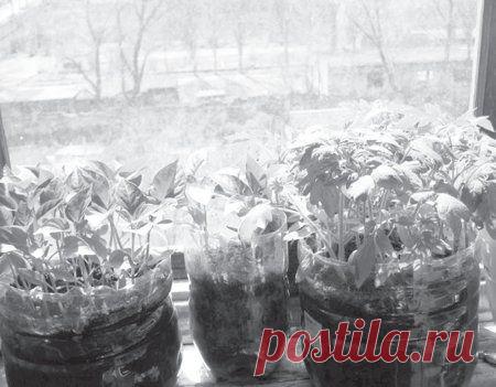 Упрощенный способ выращивания рассады: другого мне и не надо.