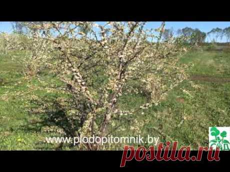 Формировка, обрезка алычи, сливы, вишни, черешни, абрикоса, персика кустом.