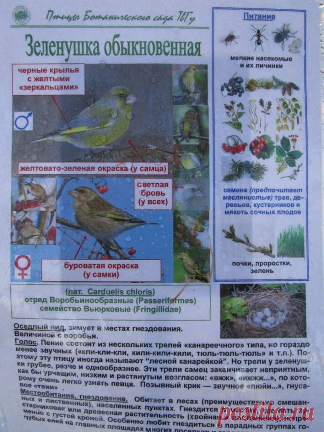 Ботанический сад • Тверь - Хроника