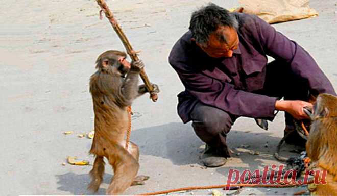 На меня напала обезьяна. Что делать если макака напала на вас на Бали | Папа на отдыхе | Яндекс Дзен