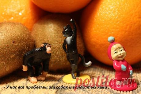 У питомца всегда есть проблемы.