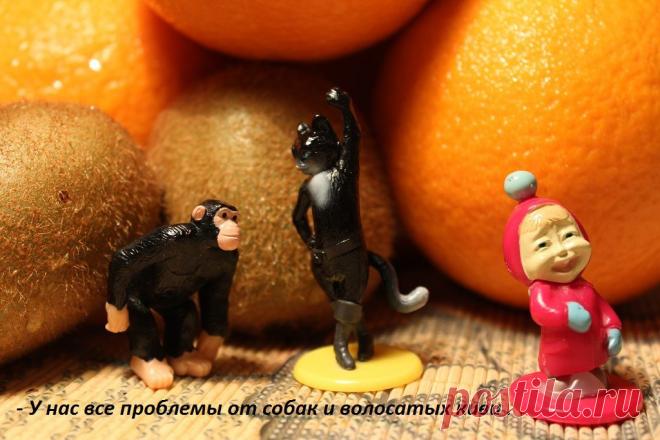 У питомца всегда есть проблемы.