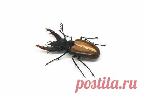 Невероятные стеклянные насекомые Витторио Константини. Хрупкая красота, рожденная в пламени | ЛЕПЕСТОК КЛЕВЕРА | Яндекс Дзен