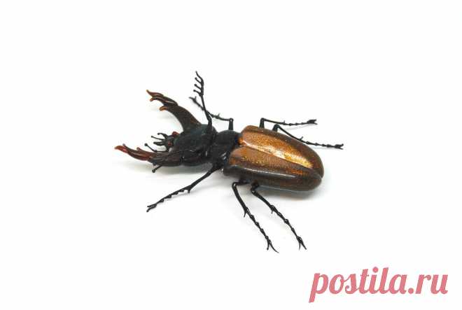 Невероятные стеклянные насекомые Витторио Константини. Хрупкая красота, рожденная в пламени | ЛЕПЕСТОК КЛЕВЕРА | Яндекс Дзен