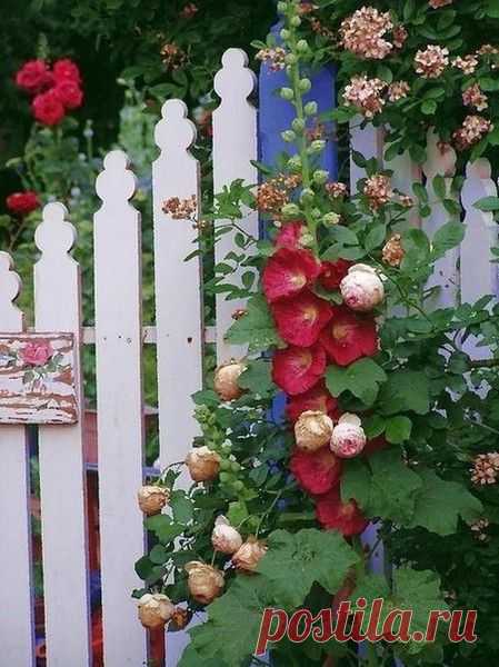 ПРИРОДА | Фотографии МилаЯ ***** | 77 фото