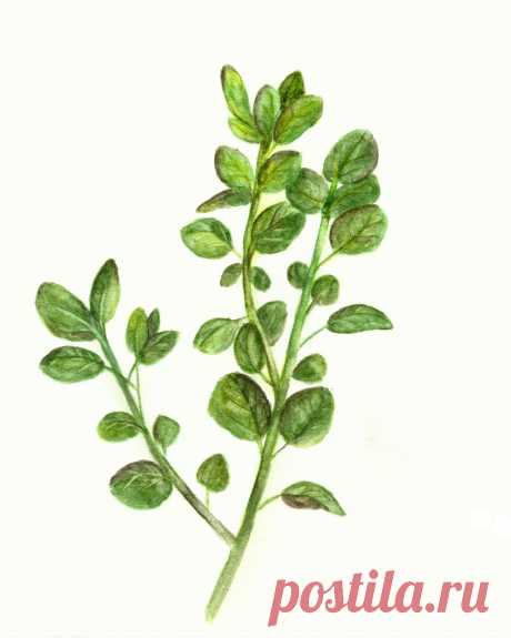 Oregano-Herb-Watercolor-Printable-sm-GraphicsFairy.jpg (2400×3000)
