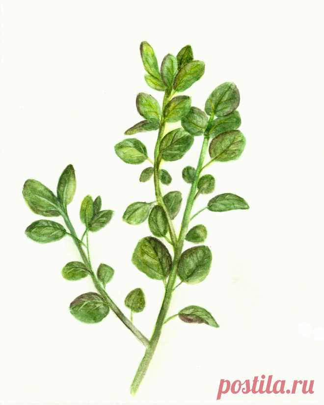 Oregano-Herb-Watercolor-Printable-sm-GraphicsFairy.jpg (2400×3000)