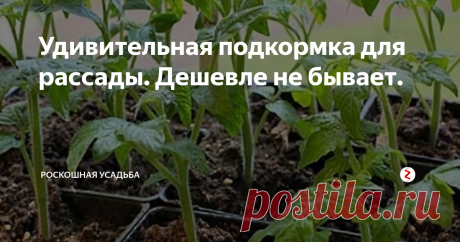 Удивительная подкормка для рассады. Дешевле не бывает. Многие садово - огородные культуры выращиваются через рассаду. И именно в этом момент закладывается будущий урожай, поэтому чтобы вырастить рассаду толстенькой и крепкой, ей необходимы полезные компоненты для активного роста.
