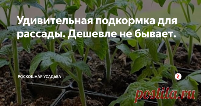 Удивительная подкормка для рассады. Дешевле не бывает. Многие садово - огородные культуры выращиваются через рассаду. И именно в этом момент закладывается будущий урожай, поэтому чтобы вырастить рассаду толстенькой и крепкой, ей необходимы полезные компоненты для активного роста.
