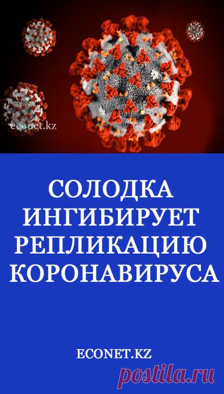 Солодка ингибирует репликацию коронавируса

Глицирризин, основной ингредиент корня солодки, показал эффективность против вируса ТОРС в научных исследованиях. Он был эффективен при лечении вирусов, таких как герпес, ВИЧ, гепатит, грипп, энцефалит и пневмония. Глицирризин превзошел обычные противовирусные препараты против ТОРС в исследованиях, опубликованных в журнале Lancet. Вещество, по-видимому, действует ран